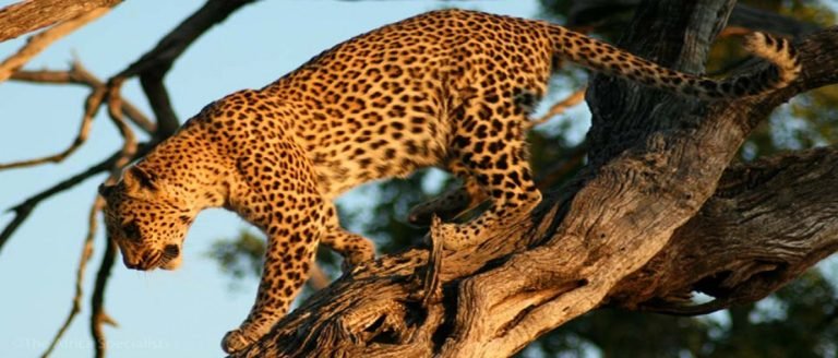 Africa Luxury Safari