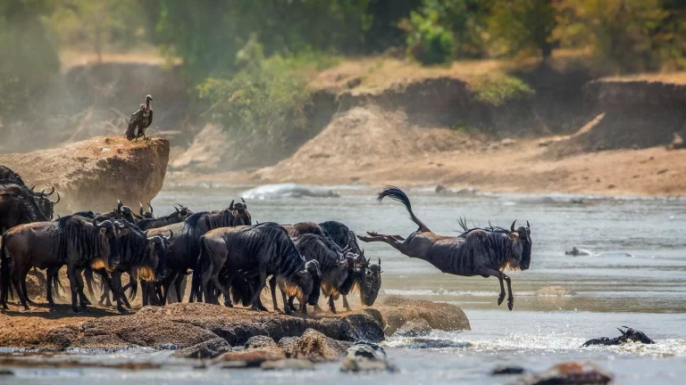 Complete Guide to a Serengeti Wildebeest Migration Safari