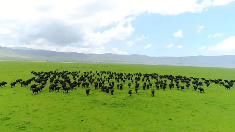 dream destination to visit this year in Tanzania